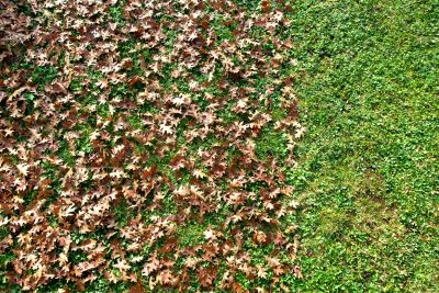 Fall Lawn Maintenance