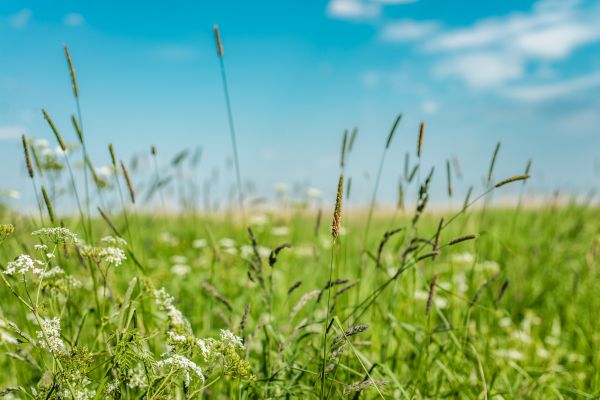 High Grass Trimming in Champaign