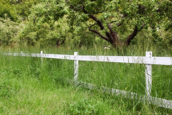 Cost of Fence Line Trimming in Champaign