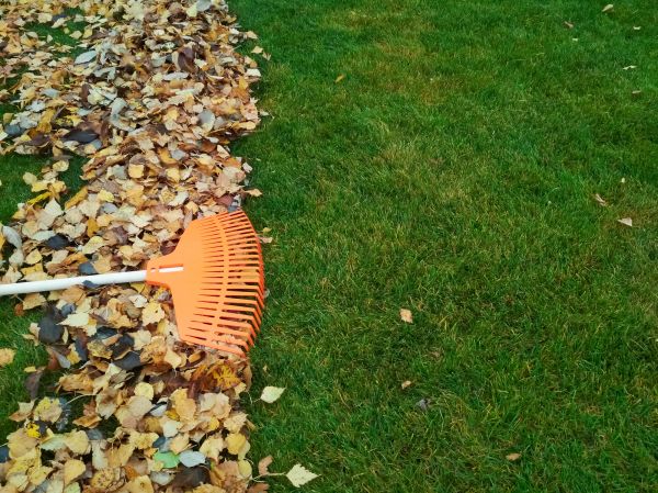 Fall Lawn Care in Champaign